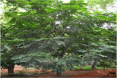 Aphanamixis polystachya